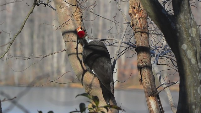 Pileated Woodpecker - ML407411101