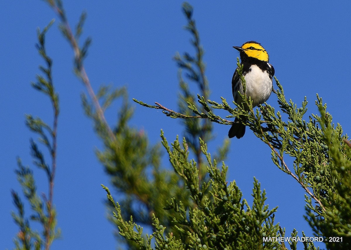 Golden-cheeked Warbler - ML407414371