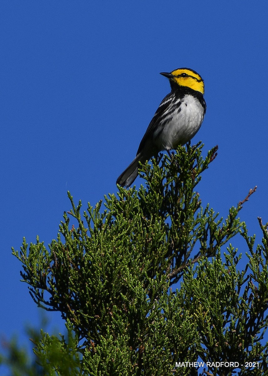 Golden-cheeked Warbler - ML407414391