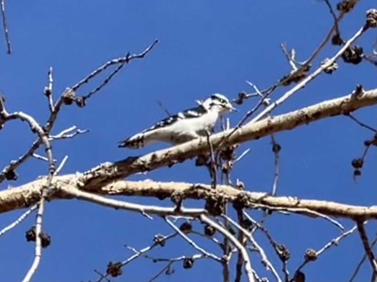 Downy Woodpecker - ML407414581