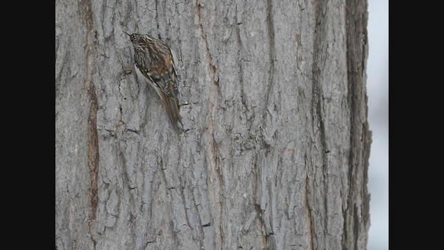 Brown Creeper - ML407415881