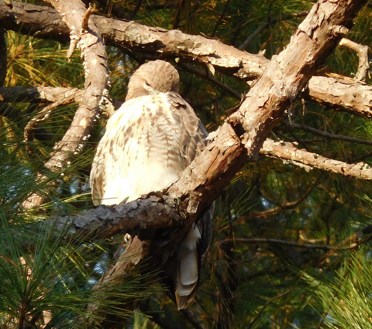 Red-tailed Hawk - ML40741641