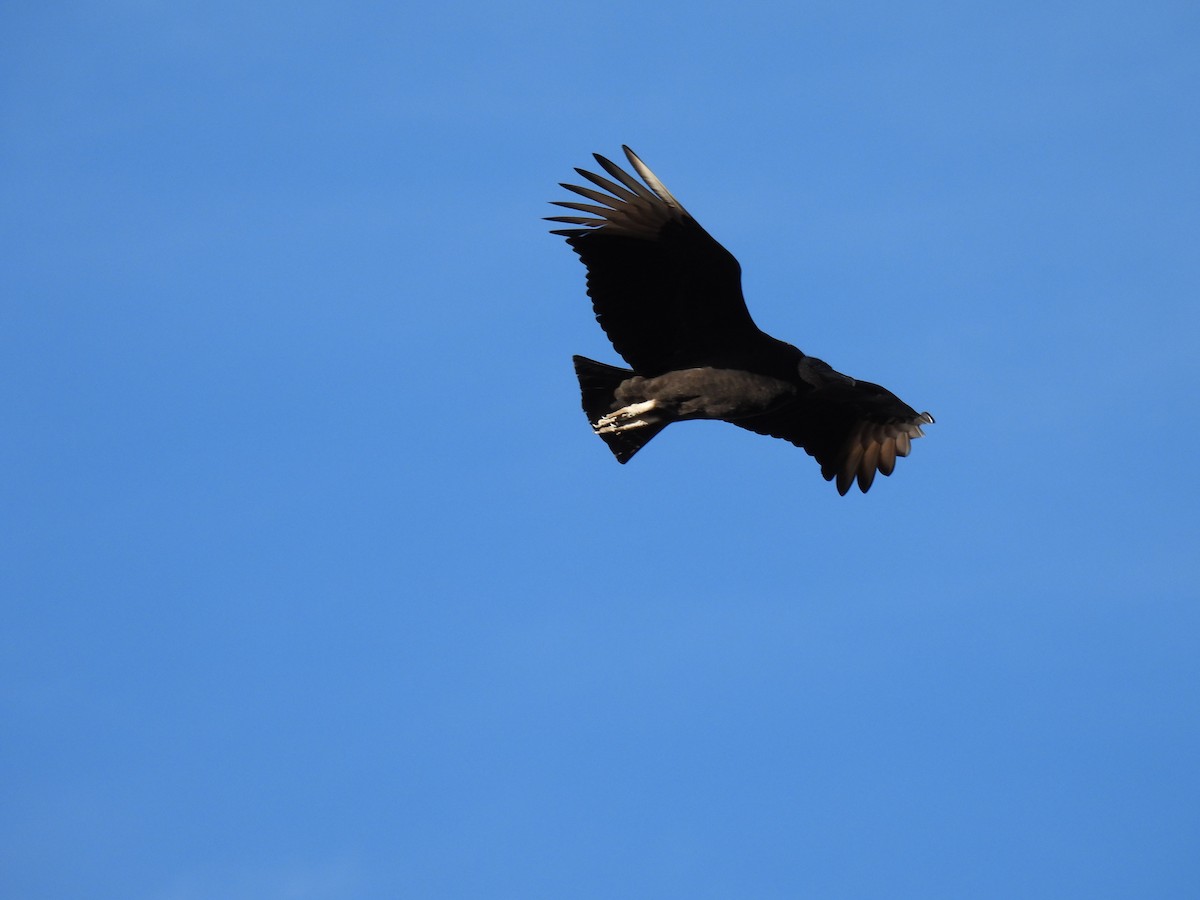 Black Vulture - ML407417051