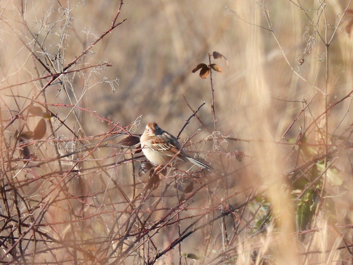 Field Sparrow - ML407417221