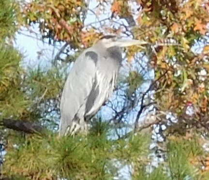 Great Blue Heron - ML40741741