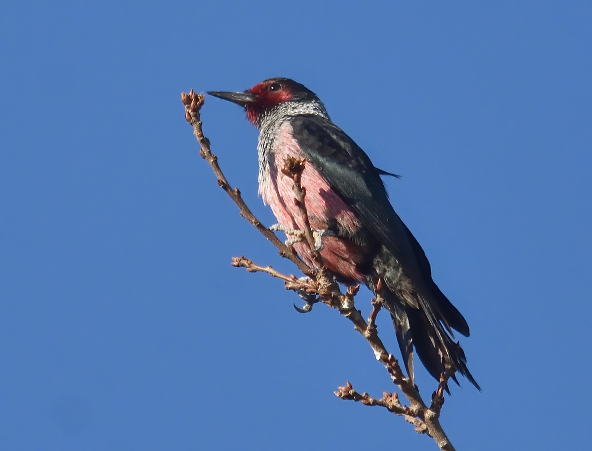 Lewis's Woodpecker - Jerry Ting