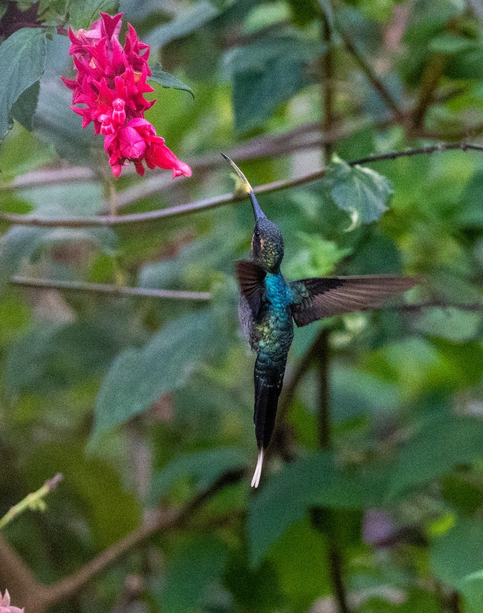 kolibřík šedobřichý - ML407418871
