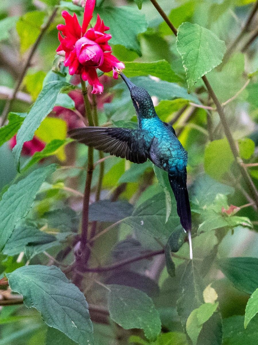 kolibřík šedobřichý - ML407418881