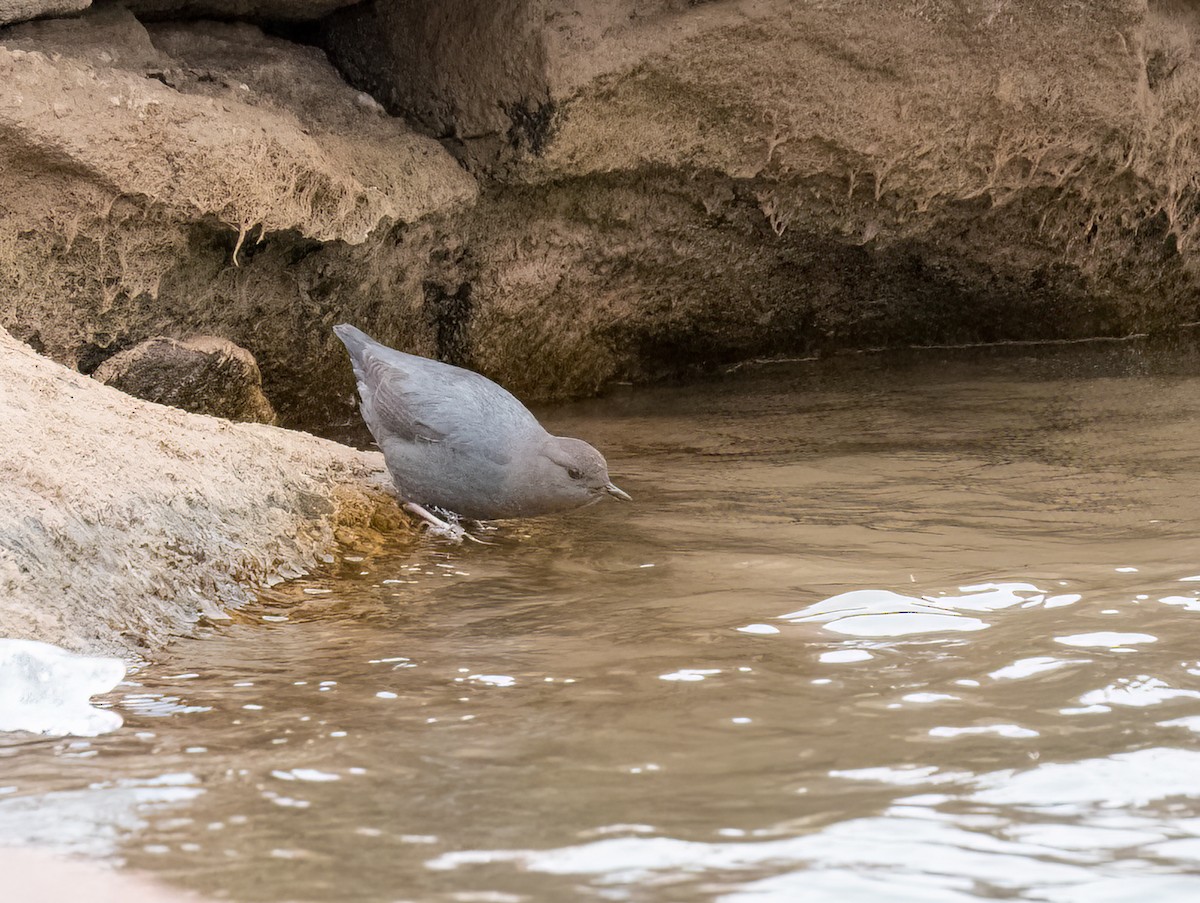 American Dipper - ML407419671