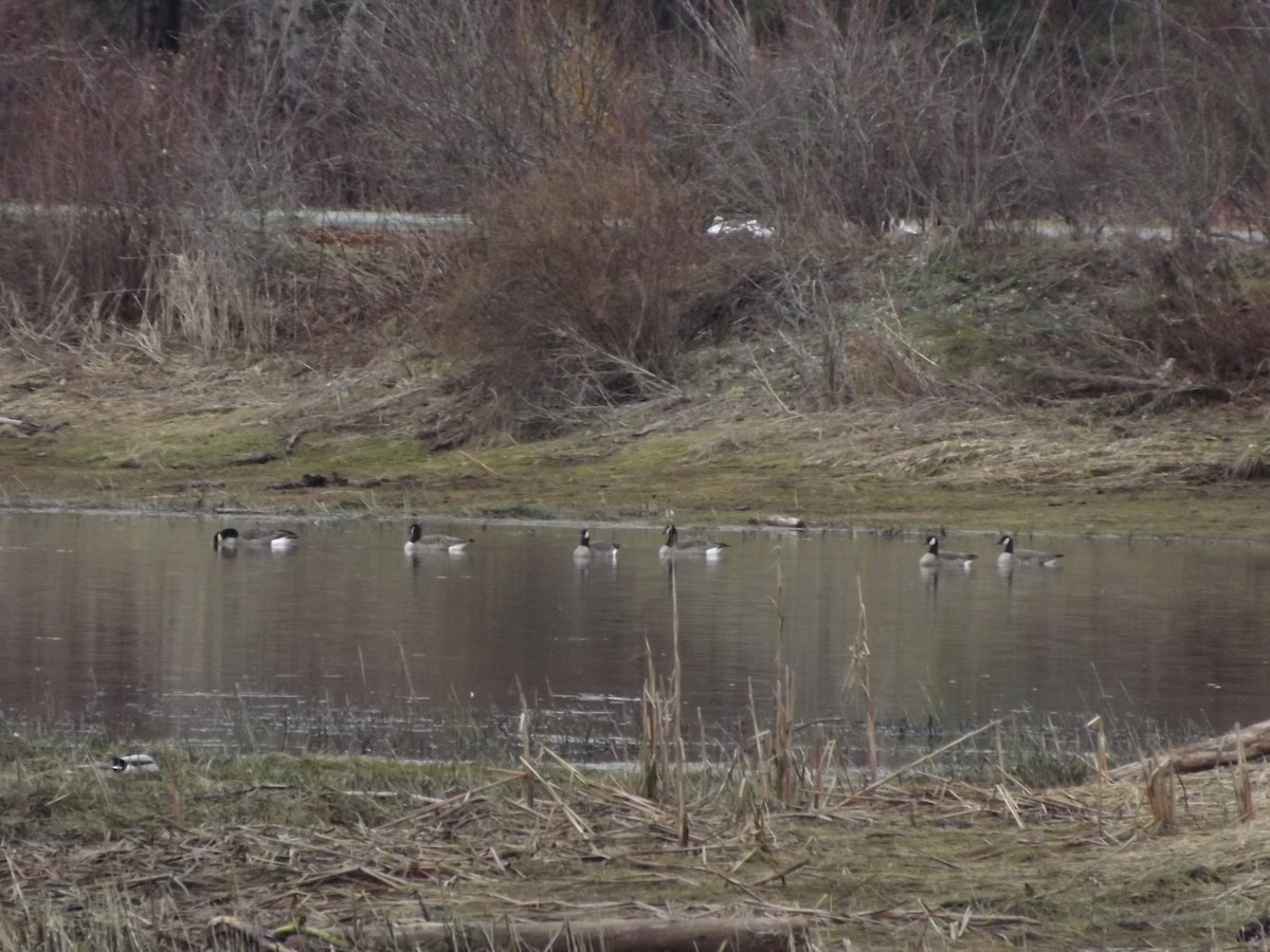 Canada Goose - ML407419851