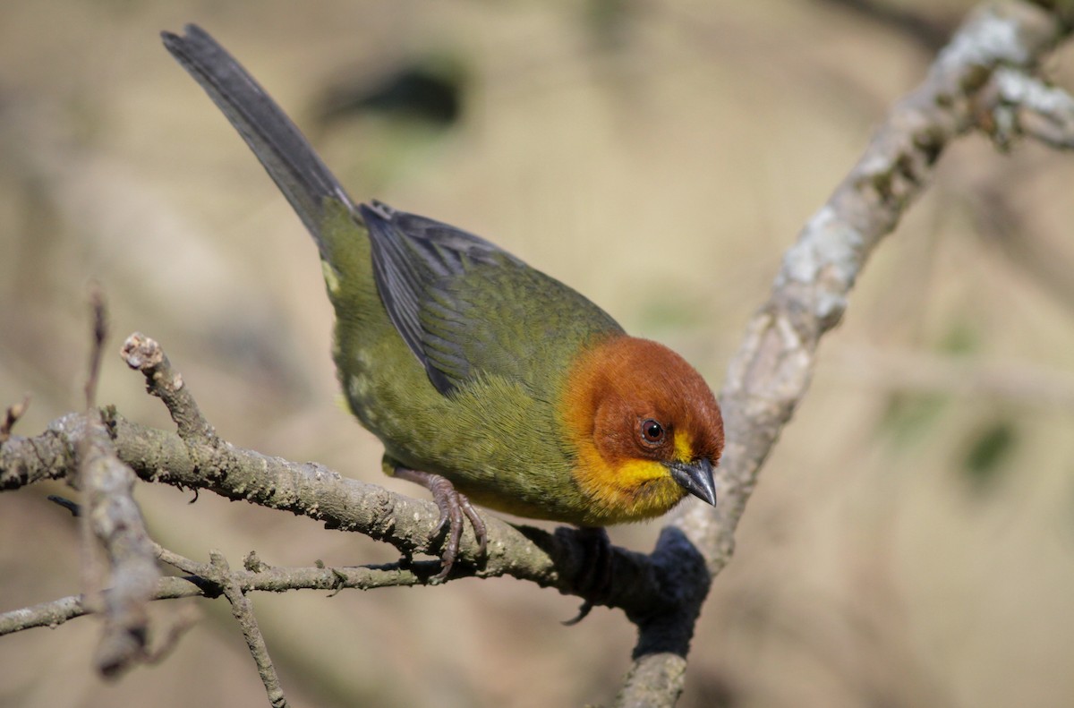 Fulvous-headed Brushfinch - Ian Davies