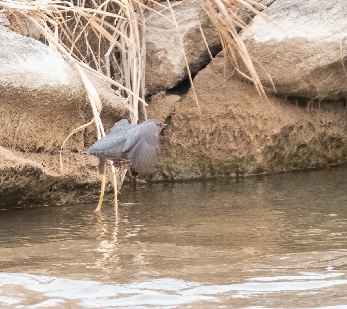 American Dipper - ML407420011