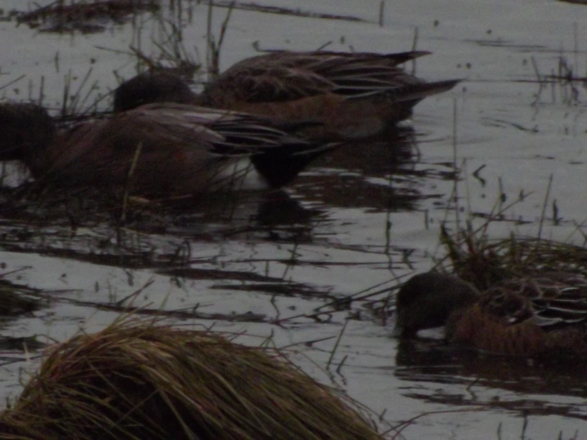 American Wigeon - ML407421531