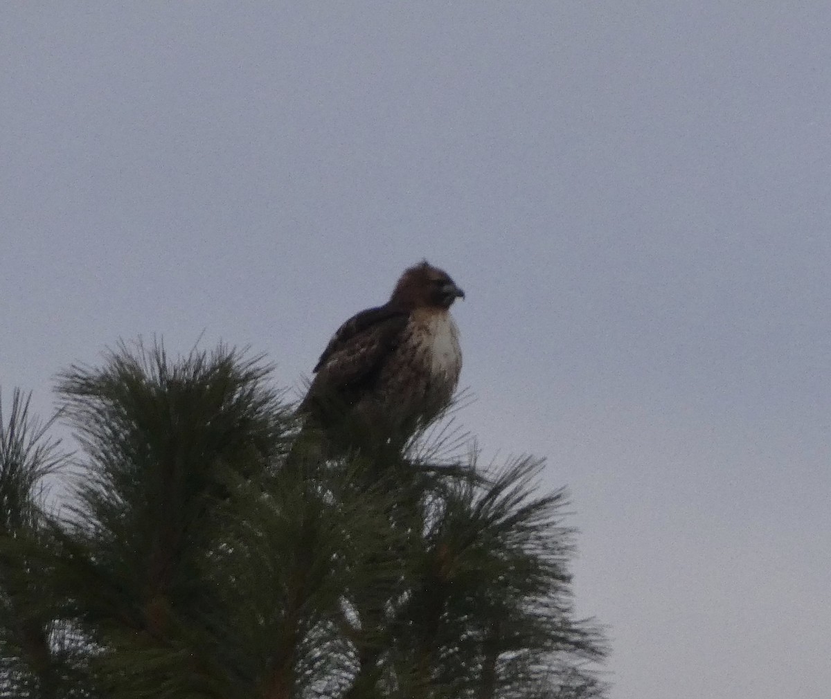 Red-tailed Hawk - ML407421821