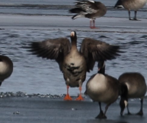 Greater White-fronted Goose - ML407422421