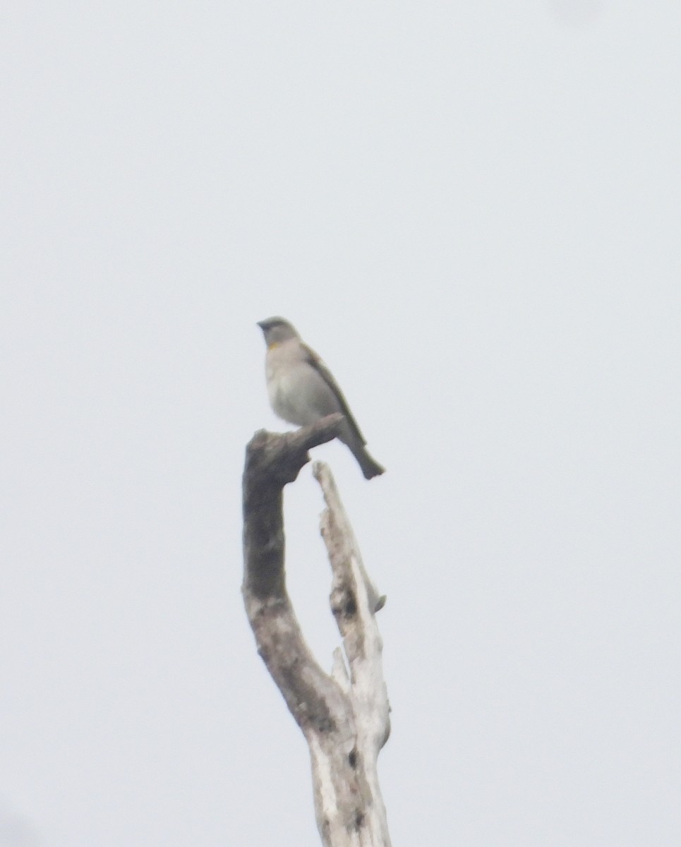 Yellow-throated Sparrow - ML407424051