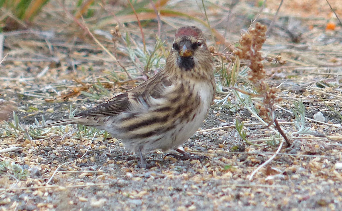 Common Redpoll (rostrata/islandica) - ML407424521