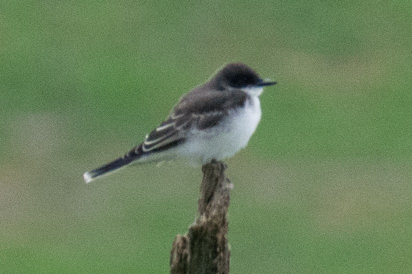 Eastern Kingbird - Joel Strafelda