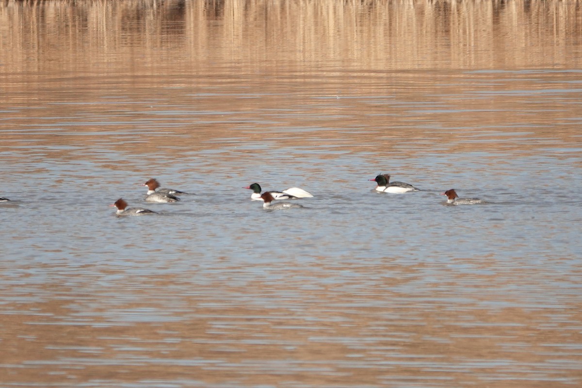 Common Merganser - ML407425231