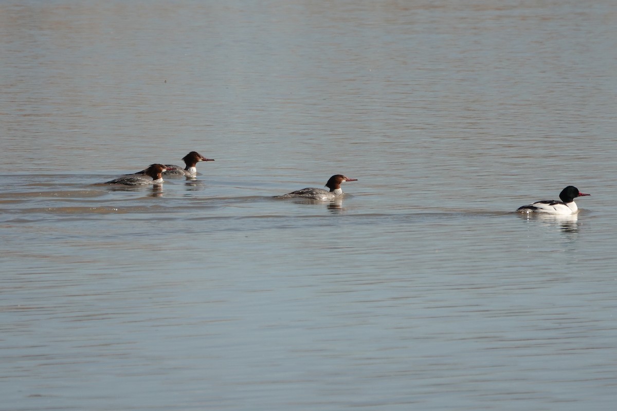 Common Merganser - Sara Griffith