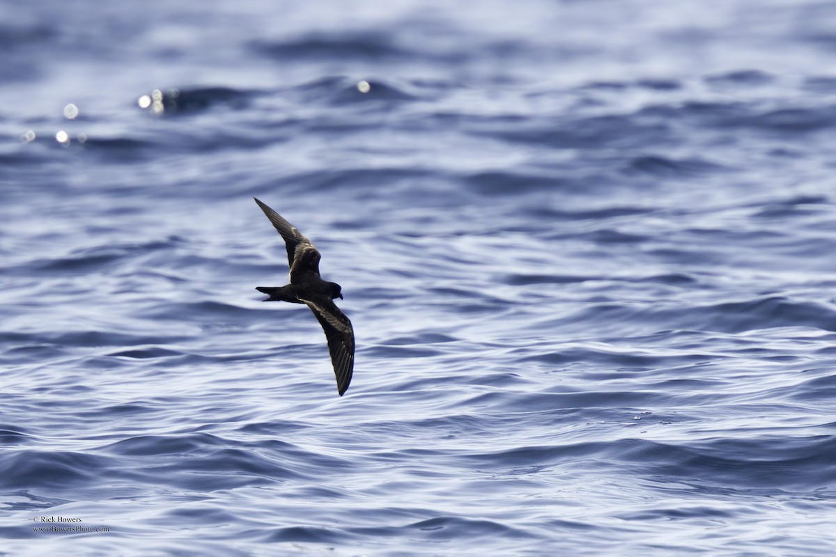 Black Storm-Petrel - ML407425971