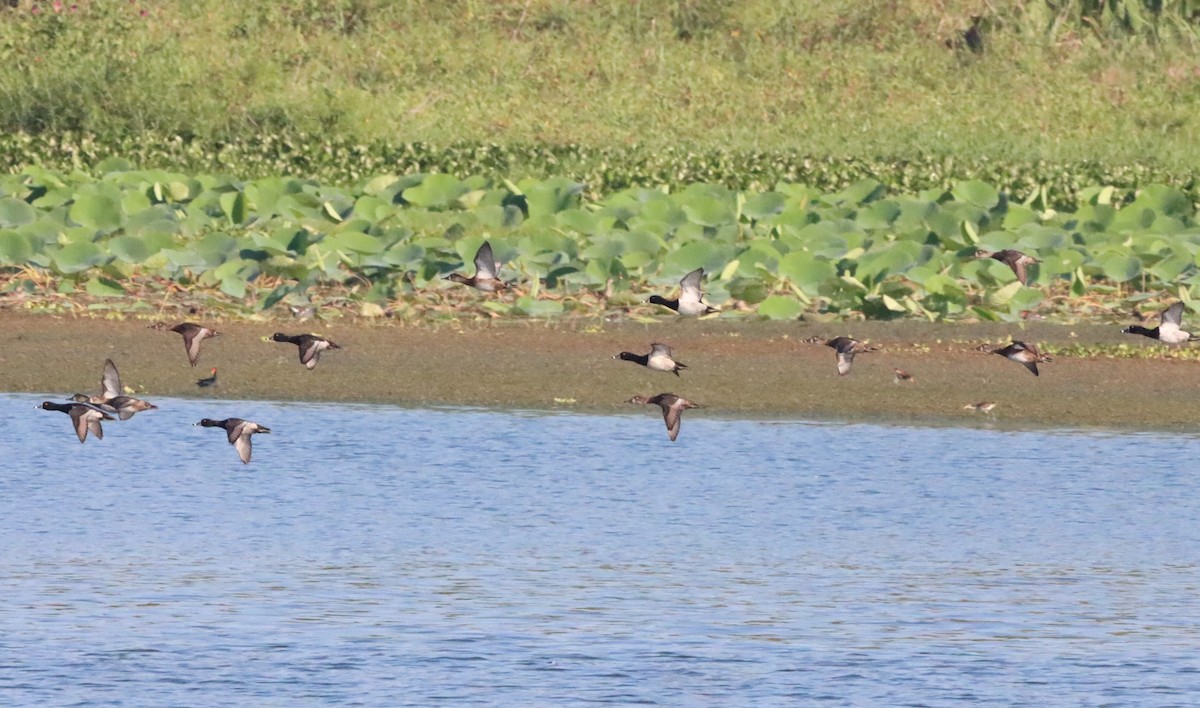 Ring-necked Duck - ML407426951