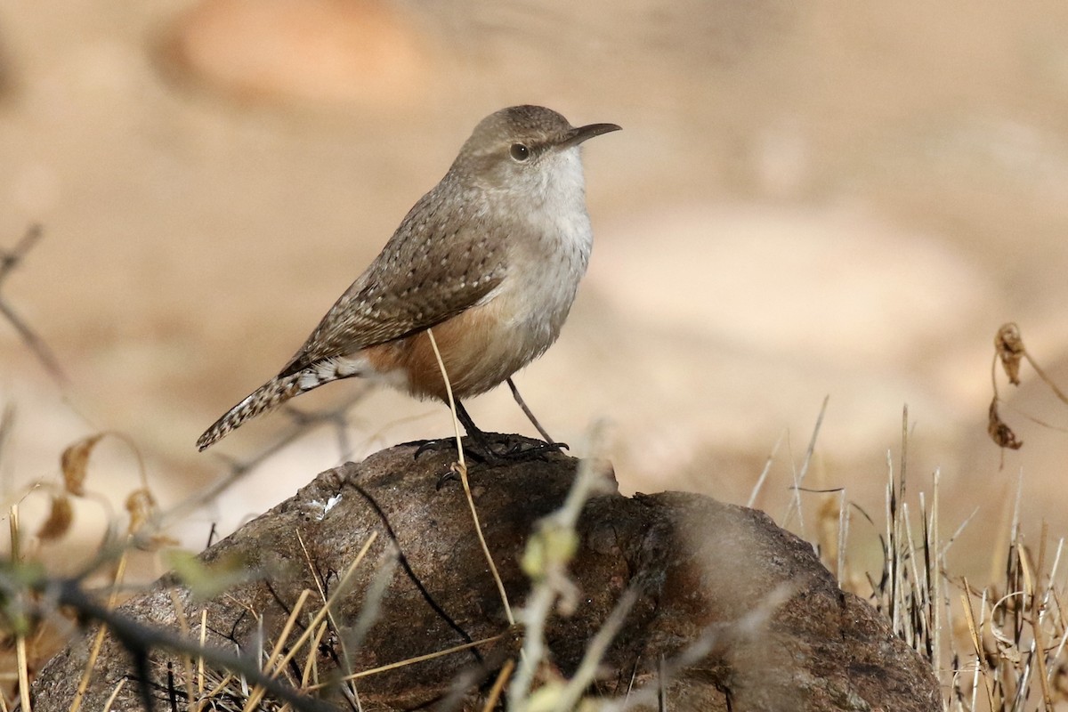 Rock Wren - ML40742731