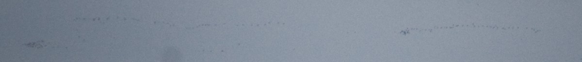 Snow Goose - ML407427391