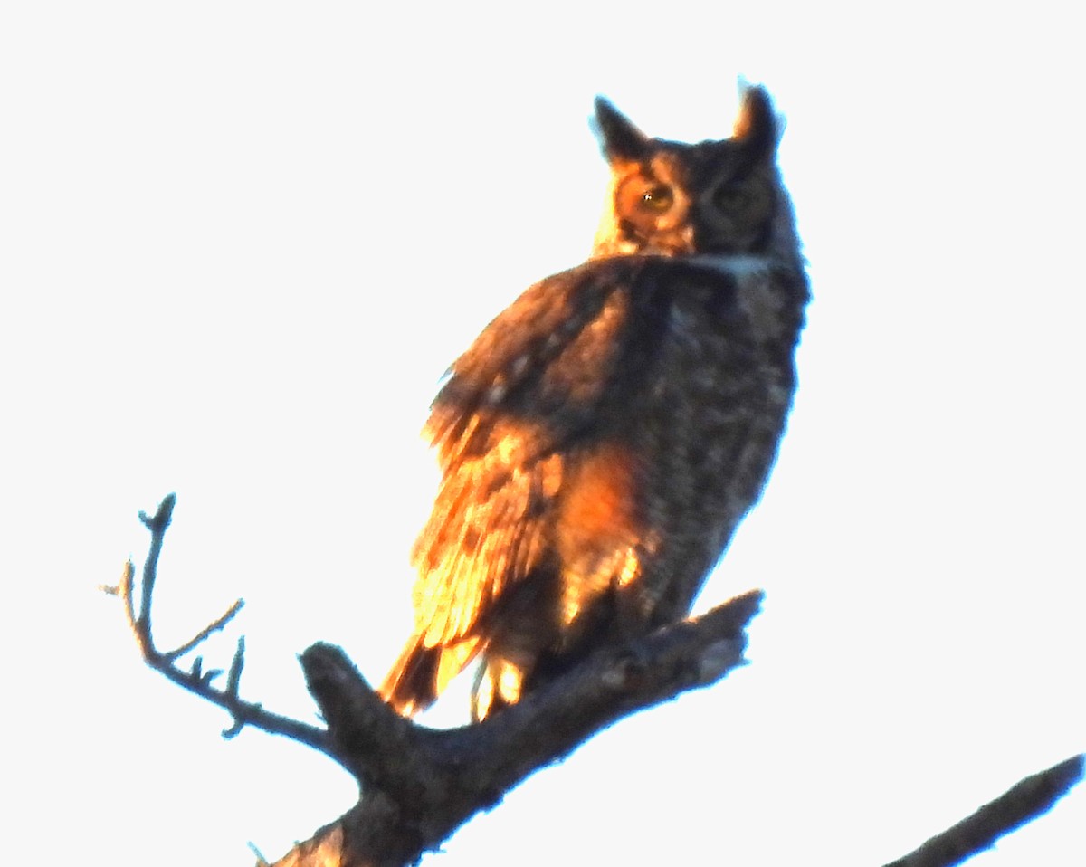 Great Horned Owl - ML407427661