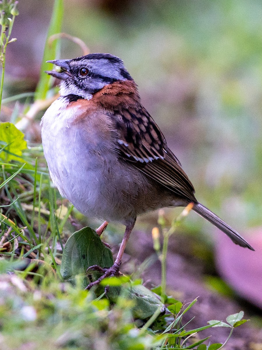 Rufous-collared Sparrow - ML407427981