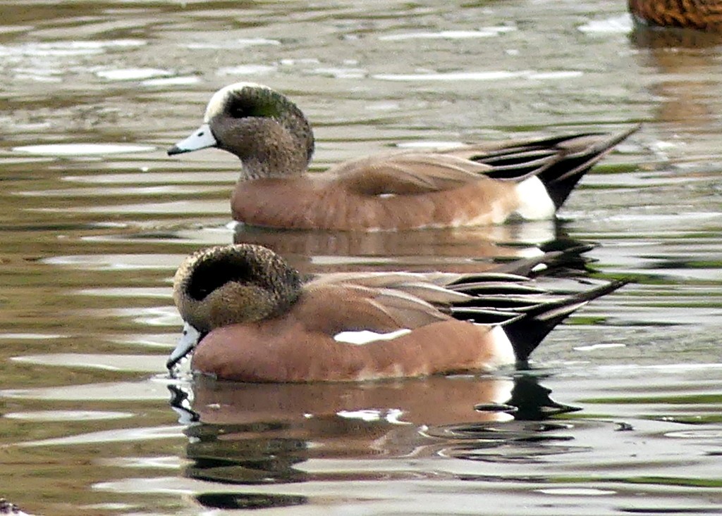 American Wigeon - ML407428611