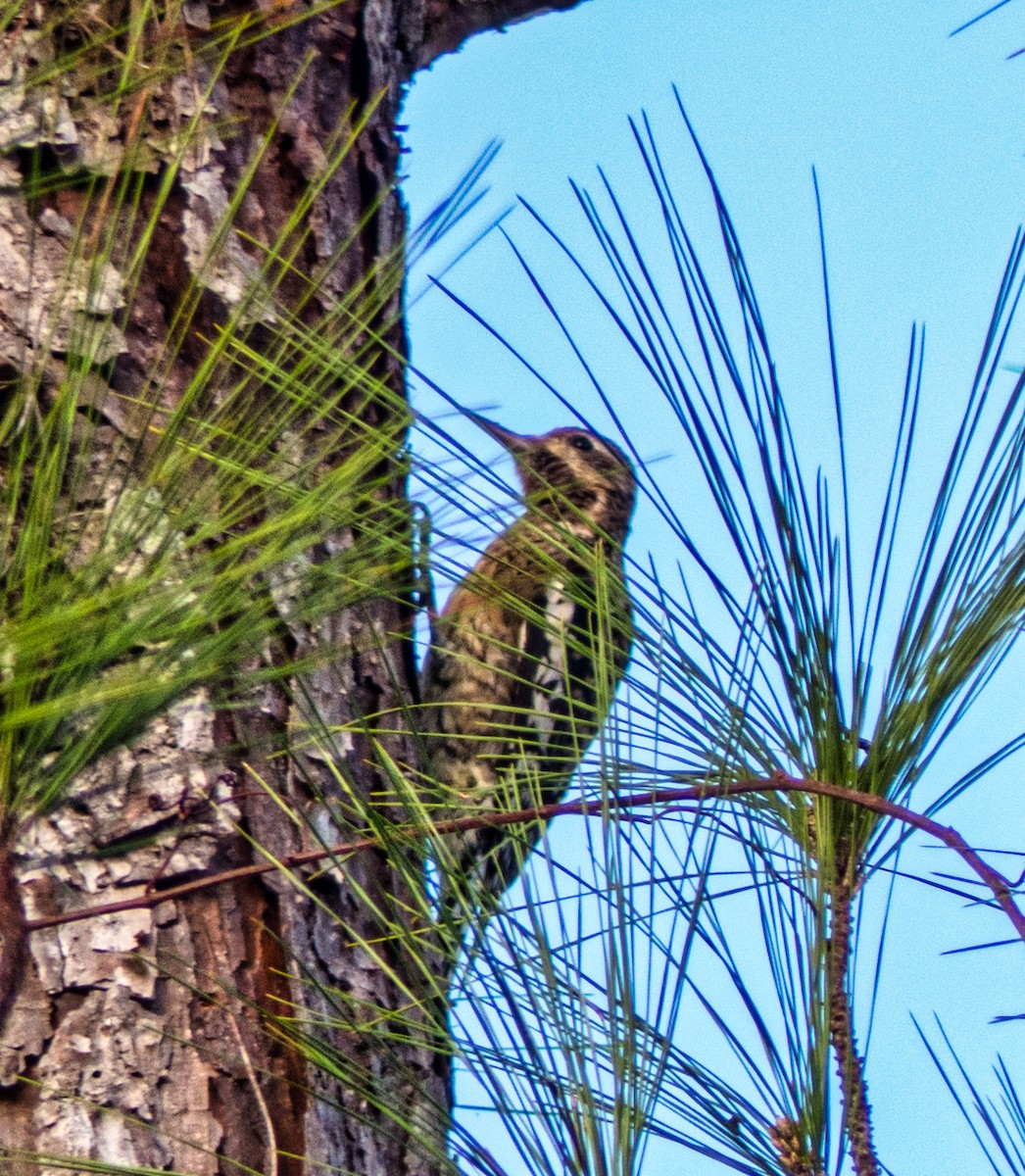 Pic maculé - ML407429641