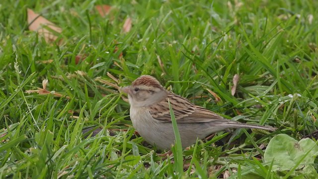 Chipping Sparrow - ML407430081