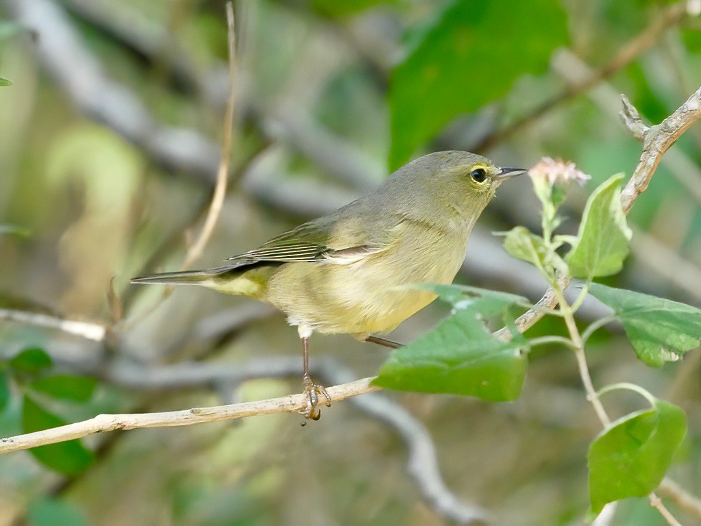 Orange-crowned Warbler - Mark McConaughy