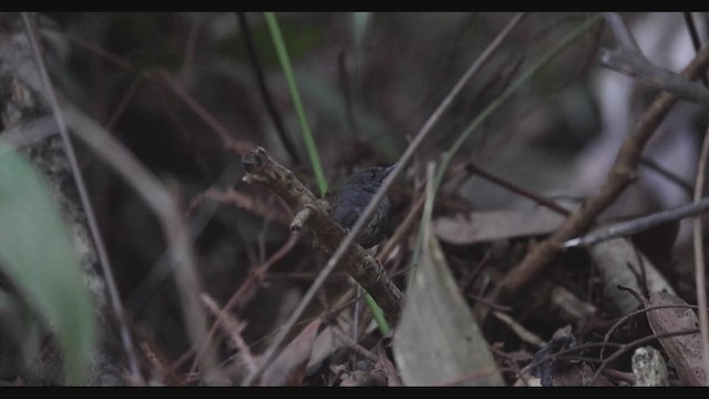 Santa Marta Tapaculo - ML407430311