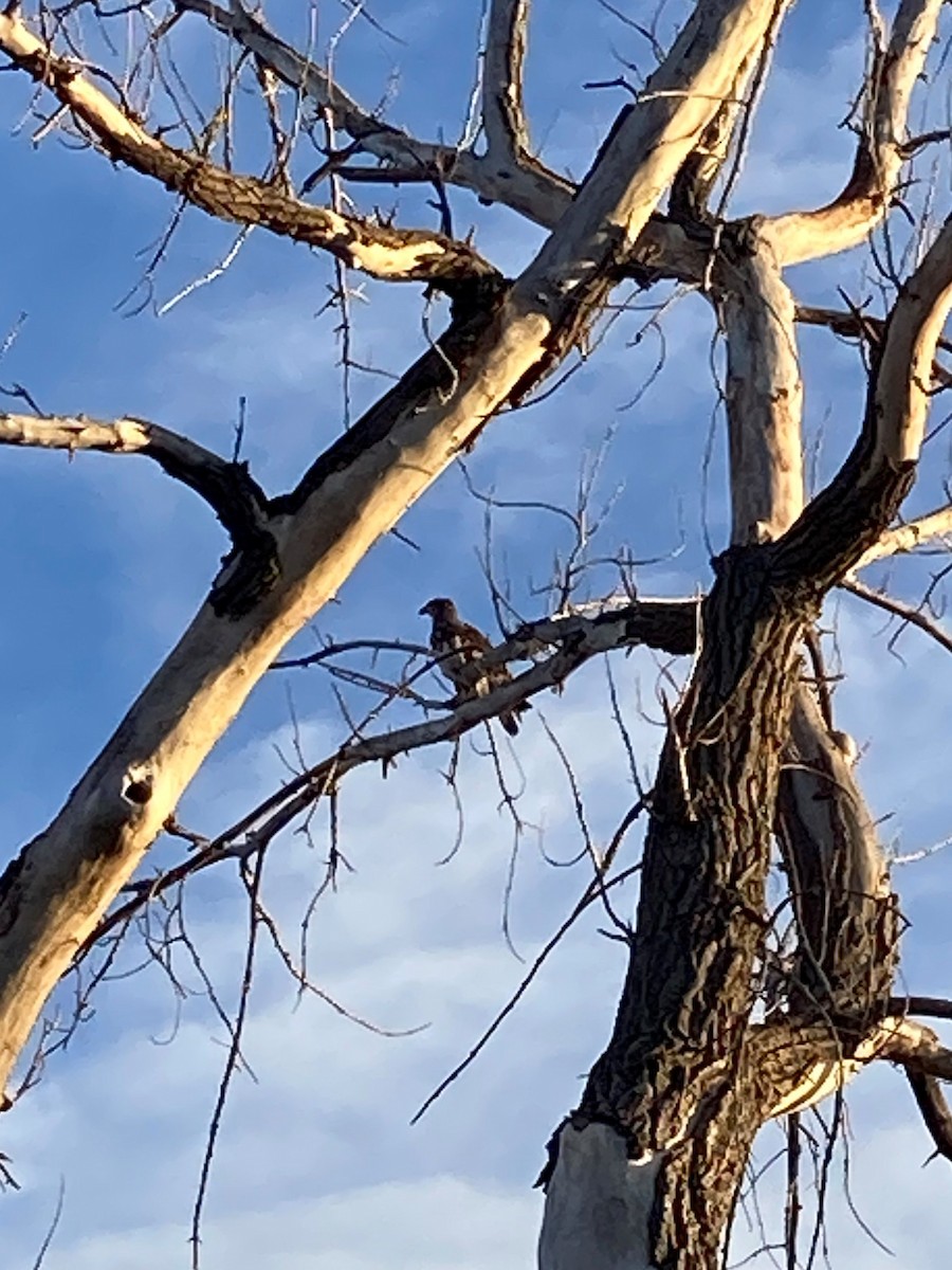 Bald Eagle - Van Rudd