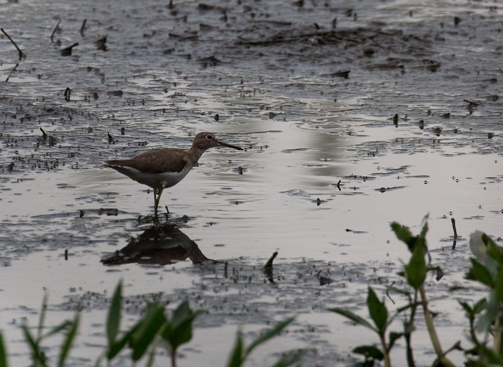 Solitary Sandpiper - ML407431721