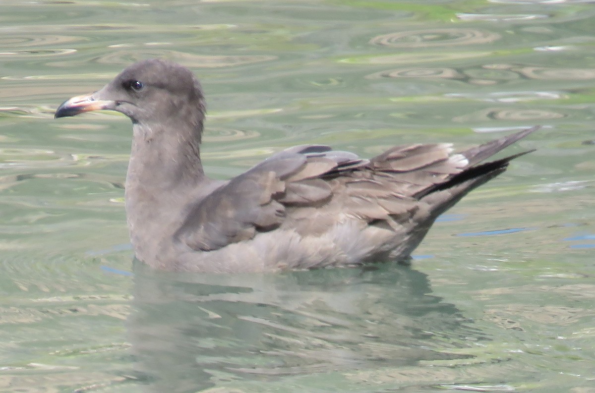 Heermann's Gull - Robin Gurule