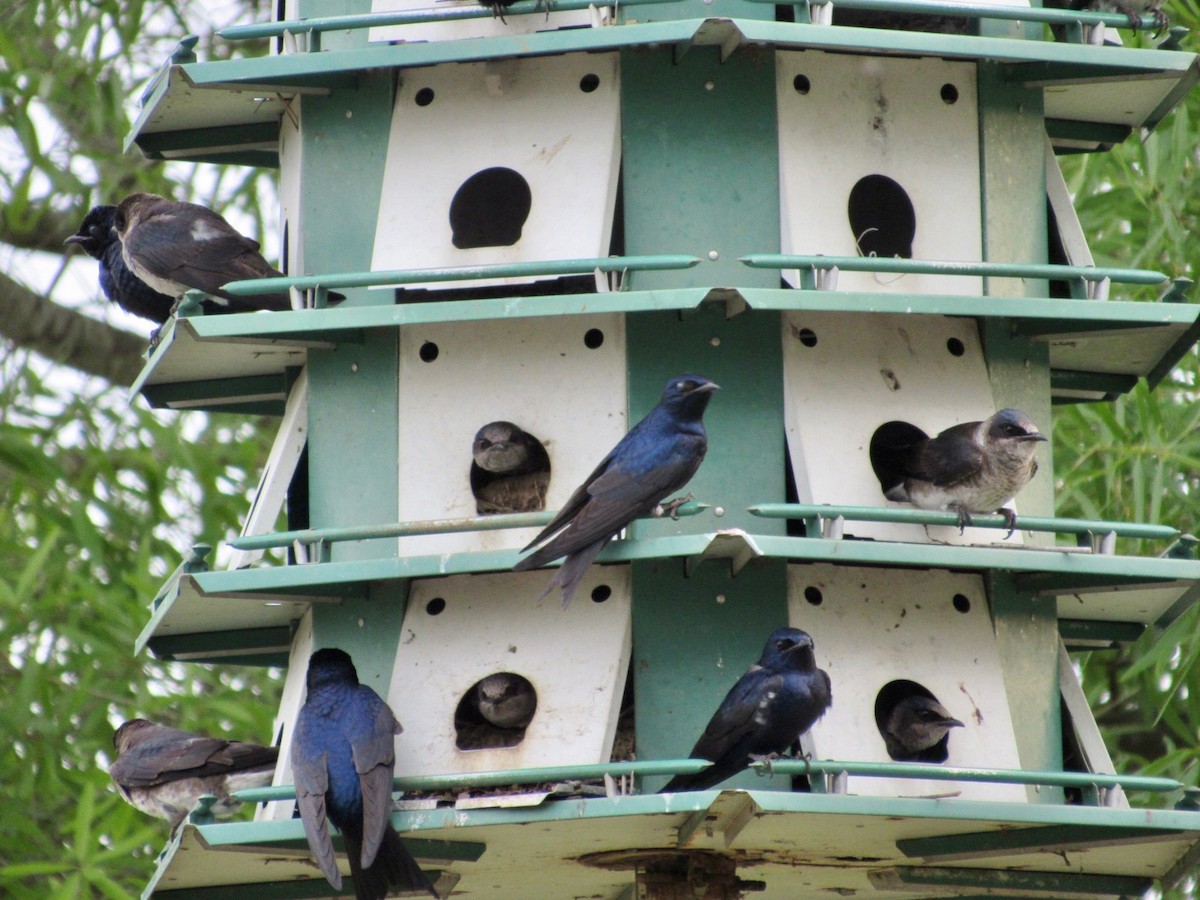 Purple Martin - ML407432791