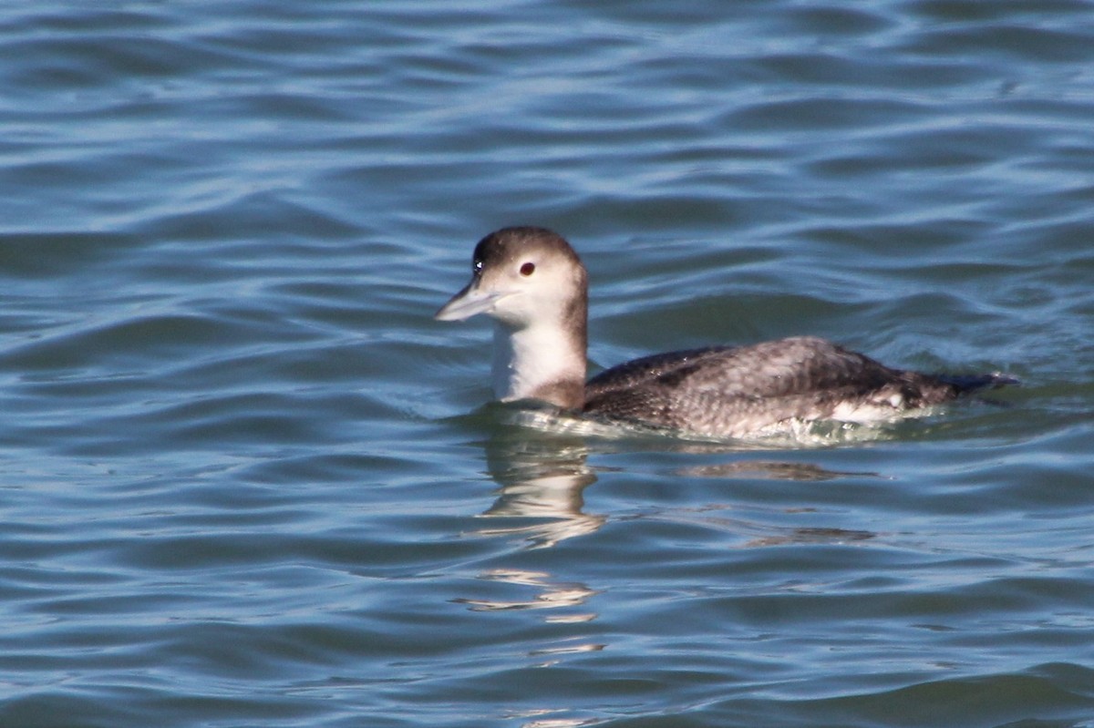 Red-throated Loon - ML407434081