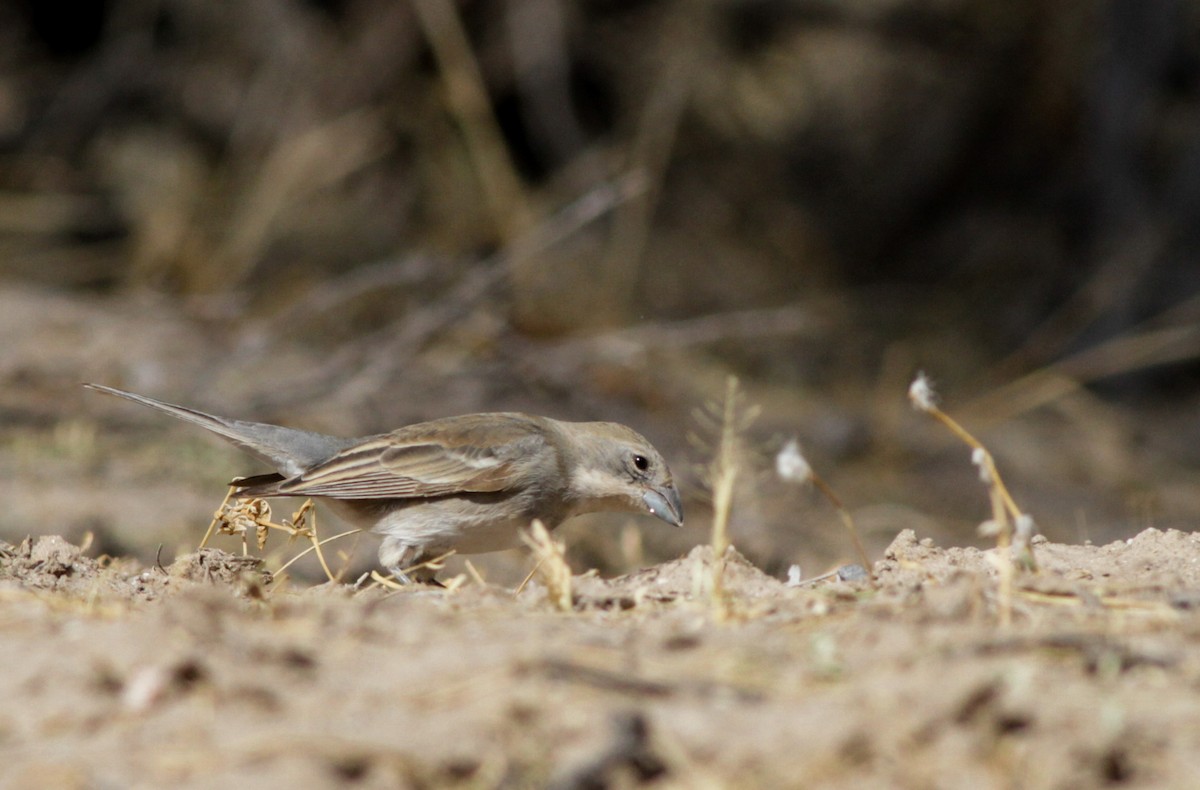 Diuca Finch - ML40743441