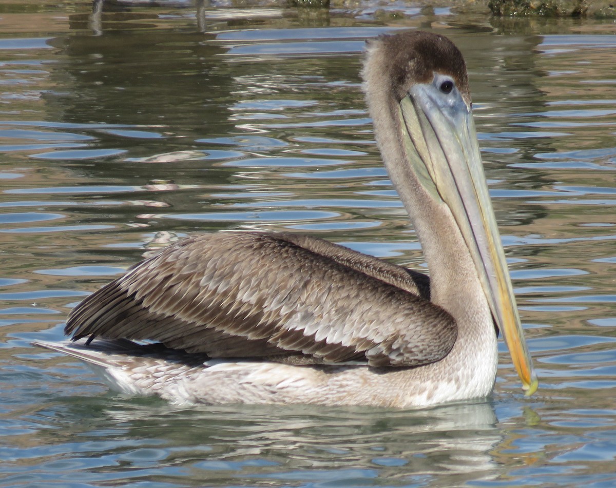 Brown Pelican - ML407434581