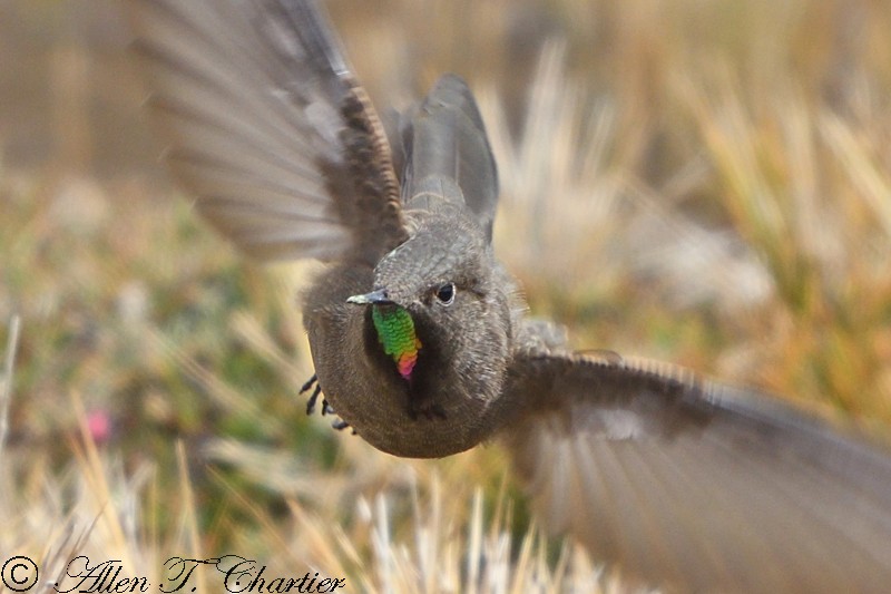 Colibrí Oliváceo - ML407434991