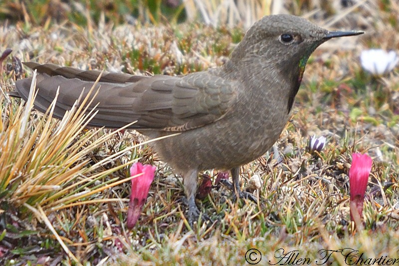 Olivaceous Thornbill - ML407435091