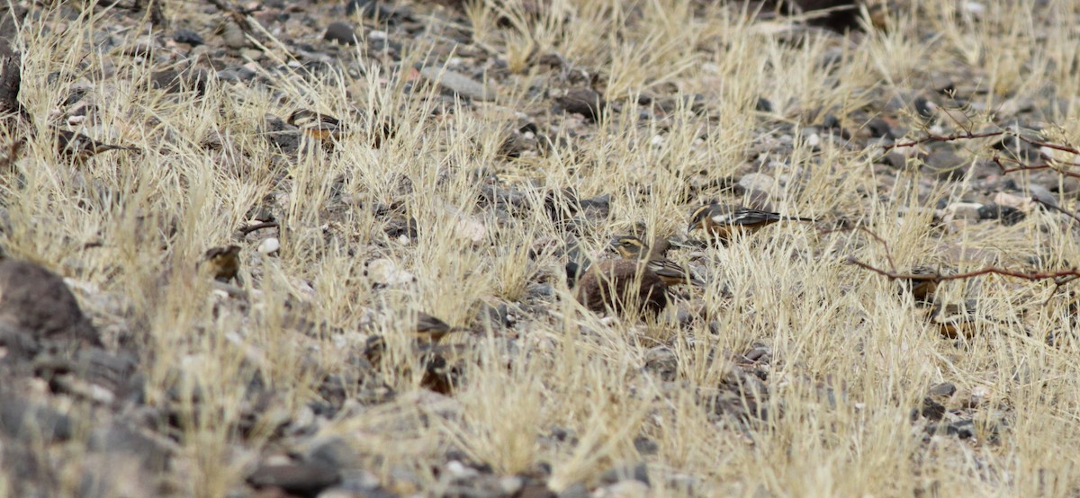 Cinnamon Warbling Finch - ML40743521