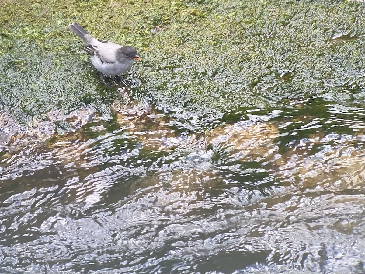 Torrent Tyrannulet - William Orellana (Beaks and Peaks)