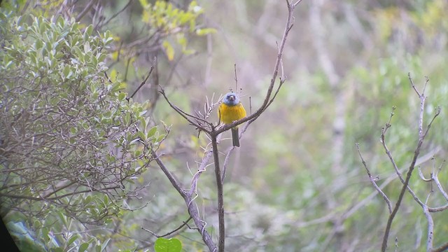 Blue-and-yellow Tanager - ML407436511