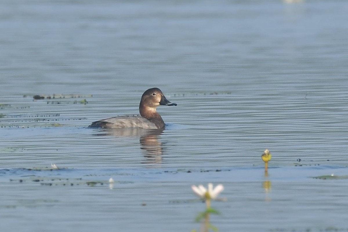 Common Pochard - ML407436591