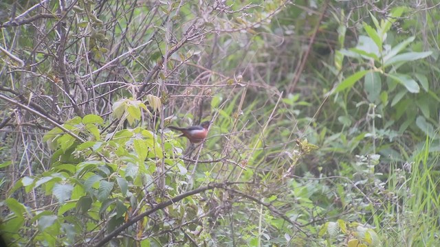 Black-throated Flowerpiercer - ML407436601