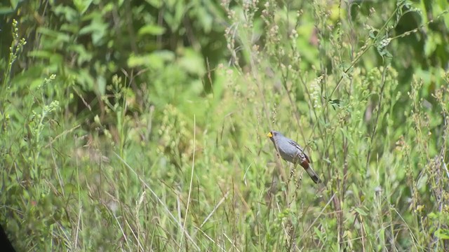 Band-tailed Seedeater - ML407437671